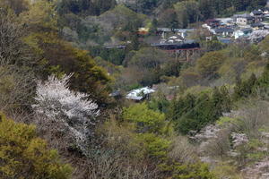 桜咲く日の浦山川橋梁　- 2024年春・秩父鉄道 - - ねこの撮った汽車