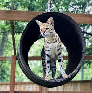 Can Wild Cats Be Domesticated - 