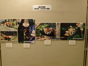 レッサーパンダ「風太」20歳　特別展示会（千葉市動物公園） - 続々・動物園ありマス。
