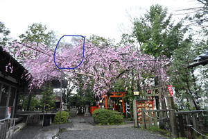 京都2024桜Ⅻ - バリ島大好き