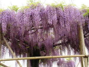 京都市「鳥羽の藤」一般公開 - 健康で輝いて楽しく４