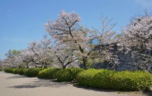 大阪城散歩　残り桜お追いかけて　4月12日撮影 - 