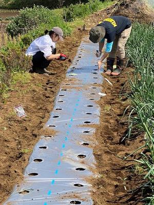 今朝は　飯田含めボランティアさん達と4人編成です　オクラの畝作り　播種　トンネル掛けとスピードUPして作業を行いました　 - 