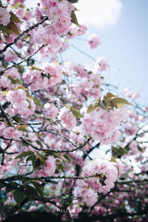 八重桜も満開 - MELLOW STUFF