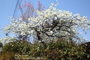 ４月半ばの我が家の庭2024　＃１　木の花　 - 風の彩りー３
