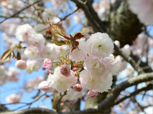 八重桜（2024.04.19） - 