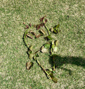 暴風後のガーデンから(⌒-⌒; )とタケノコの季節♡ - 薪割りマコのバラの庭