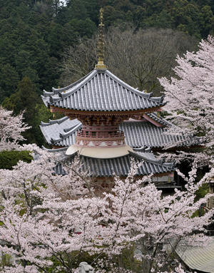 桜 1　　　奈良県 - 