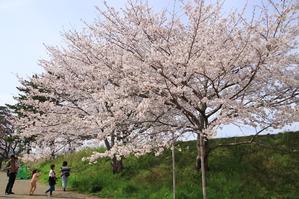 志太河川敷公園と金比羅山緑地公園の桜♪ - 