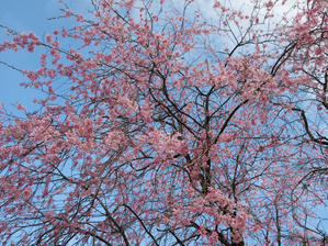 軽井沢の桜速報2024・4月20日 ＊ 南軽井沢の桜はもう見頃です♪ - ぴきょログ～軽井沢でぐーたら生活～