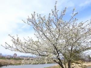 『境川堤防の桜並木』 - 自然風の自然風だより