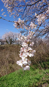 桜 - 
