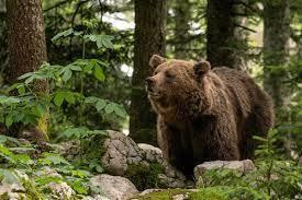 Does Serbia have brown bears? - 