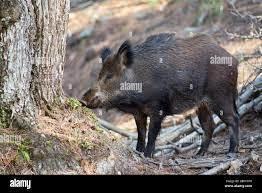 What is the significance of the wild boar? - 