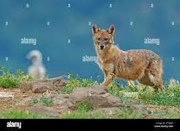 Where is golden jackal found in India? - 