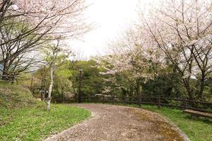 千葉城址公園の桜2024　その三　おしまい - 