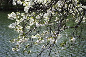 三ッ池公園　桜　１ - 生きる。撮る。