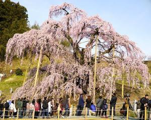 桜巡り　　三春の滝桜（日本三大桜）福島県・三春町 - 在りし日