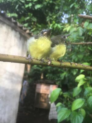 鳥の家 - Risingsun Blog