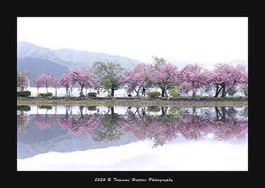 桜　15 - Photo.Color