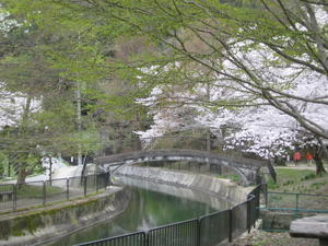 京都の風に吹かれて　山科疎水周辺 1 - 京都の風に吹かれて