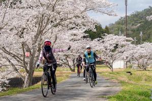 桜の季節の撮影報告part1『第18回ツールド丹波お花見』 - My Cycling Diary