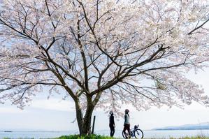 桜の季節の撮影報告part2 ペダツー『湖北海津大崎お花見ライド』リサーチ - My Cycling Diary
