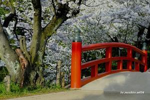 桜と太鼓橋 - 俺の心旅