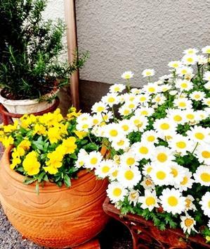 週末のあんどはお花が満開 - キルトエトーフ　パッチワーク教室～奈良・神戸～