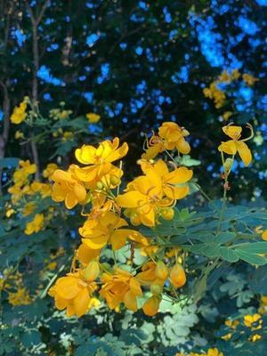 イースターの時期に咲く黄色い花 - アジアン家族のゴールドコースト暮らし