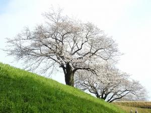 『境川の桜と野鳥と生物達』 - 自然風の自然風だより