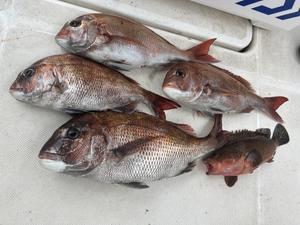 4月21日　乗っ込み鯛ラバ - 船福～瀬戸内の釣り情報