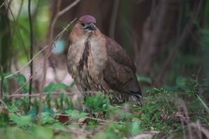 夏鳥ミゾゴイ（溝五位） - 野鳥などの撮影記録