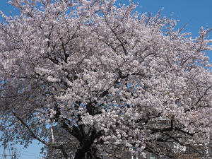  桜追っかけ2024  ご近所桜 - 