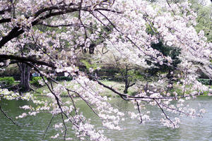 三ッ池公園　桜　２ - 生きる。撮る。