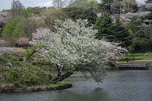 三ッ池公園　桜　３ - 