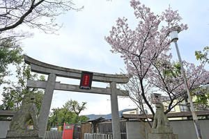 京都2024桜13 - バリ島大好き