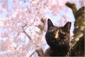桜と猫の思い出… - 4にゃん日記＋