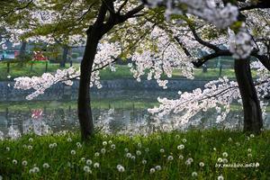亀城公園の桜 - 俺の心旅