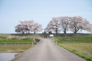 堤防の桜 - 