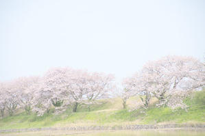 堤防の桜 - 