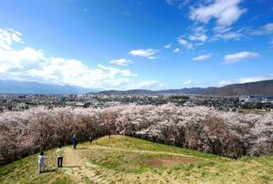 弘法山古墳の桜 - Turfに魅せられて・・・（写真紀行）