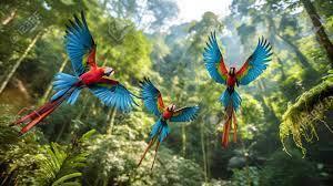 Who discovered the scarlet macaw? - 