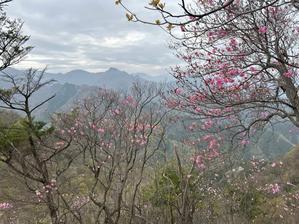岩壁に咲くアカヤシオ　ヒカゲツツジ　春の花 - ワタシ流　暮らし方