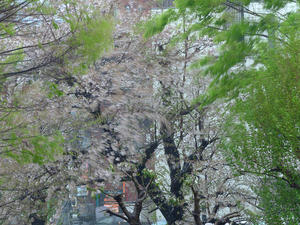  桜追っかけ2024  ご近所桜で終了 - 