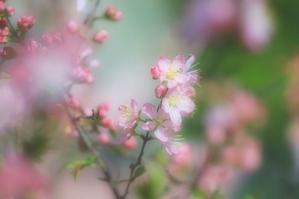 庭梅 - 四季の草花に魅せられて。