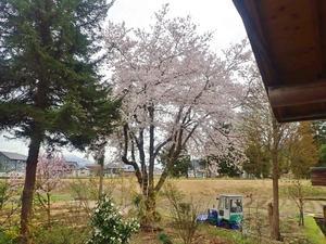 16日朝　もう桜が散り始めました！ - 