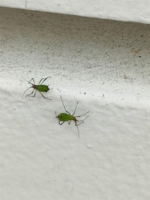 家の外壁に小さい虫が大量に発生しました - 昆虫ブログ　むし探検広場
