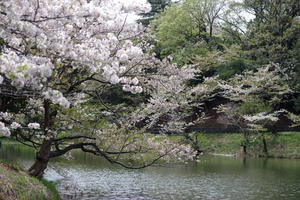 三ッ池公園　桜　４ - 生きる。撮る。
