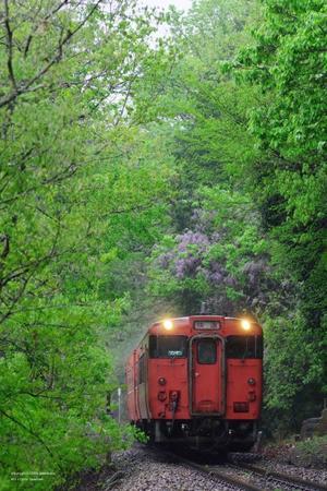 雨の新緑を - ローカル鉄道散歩